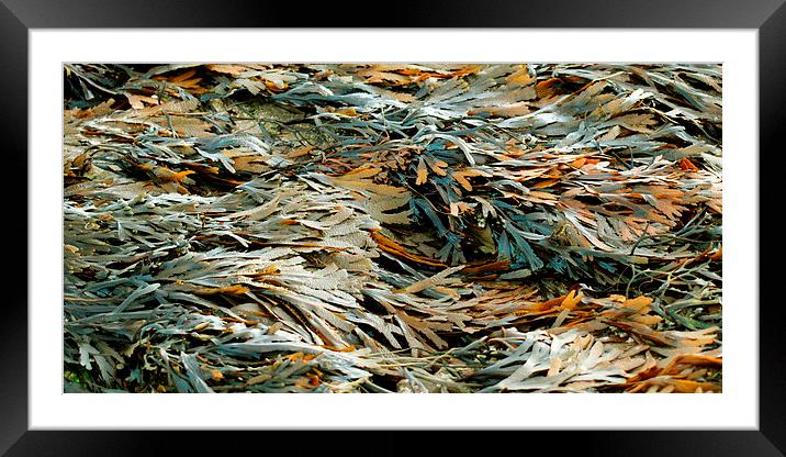 Seaweed Framed Mounted Print by Sharon Lisa Clarke