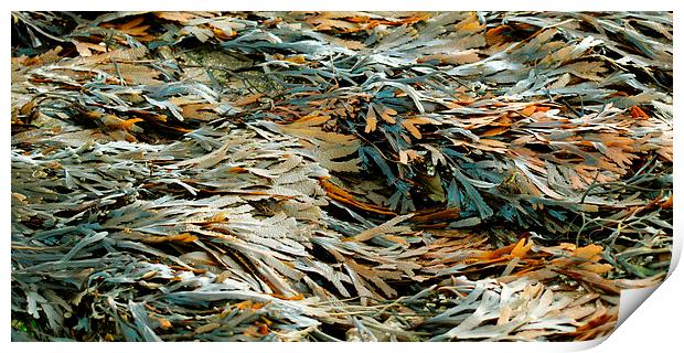 Seaweed Print by Sharon Lisa Clarke