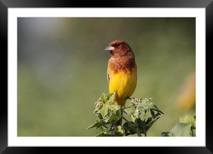 Red-headed Bunting Framed Mounted Print by Bhagwat Tavri
