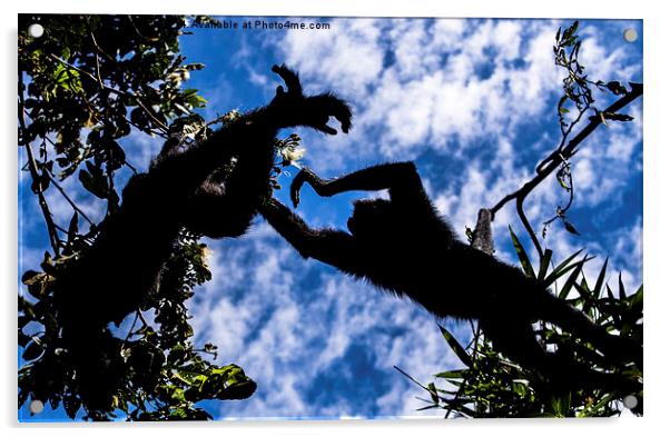 Flying Monkeys Acrylic by Matthew Davis