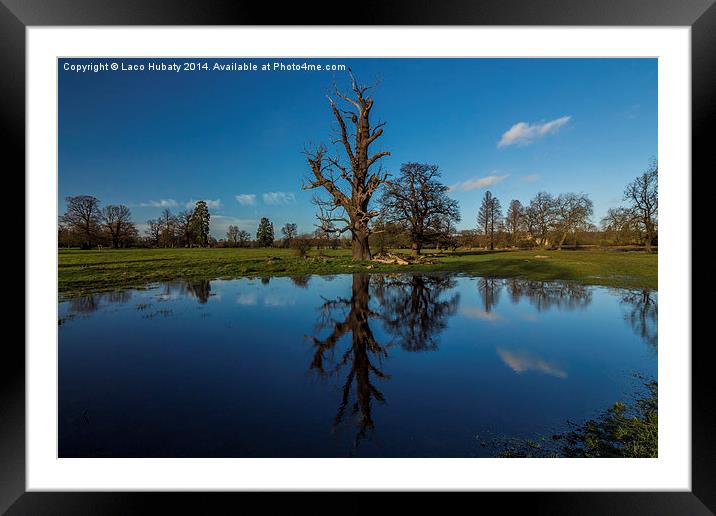Reflection of old tree Framed Mounted Print by Laco Hubaty