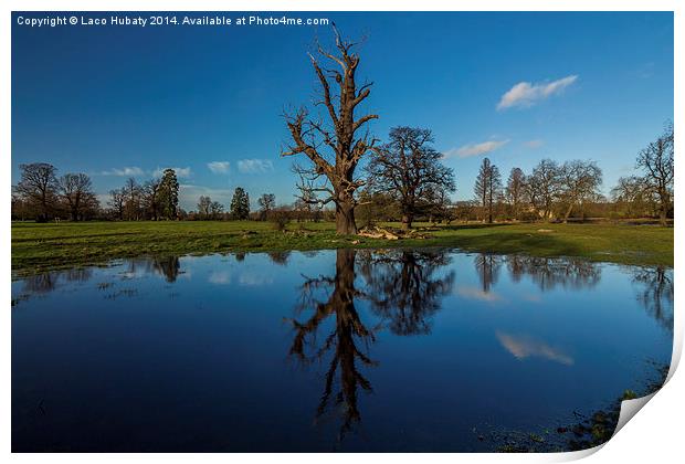 Reflection of old tree Print by Laco Hubaty