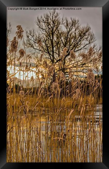 The Lake in Winter Framed Print by Mark Bangert