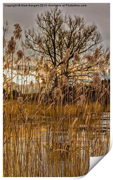 The Lake in Winter Print by Mark Bangert