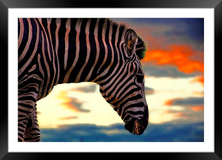 zebra at sunset Framed Mounted Print by jay clarke