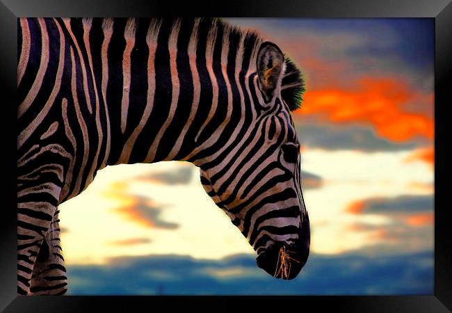 zebra at sunset Framed Print by jay clarke
