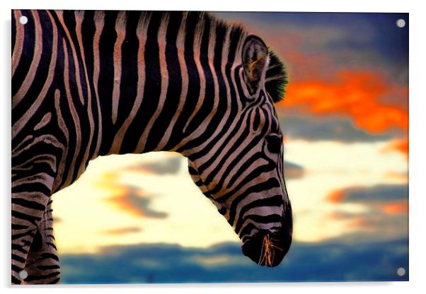 zebra at sunset Acrylic by jay clarke