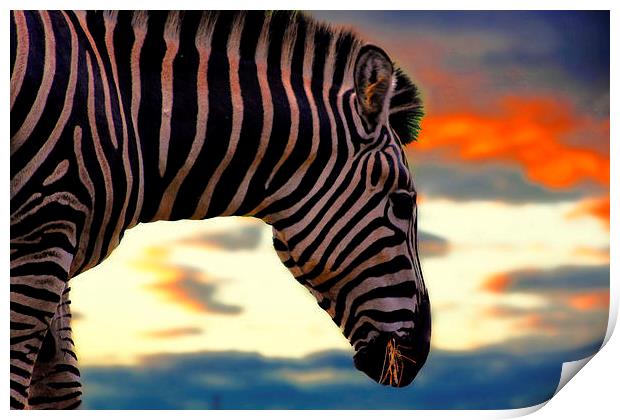 zebra at sunset Print by jay clarke