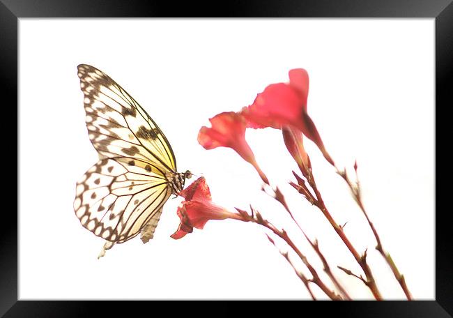 The Paper Kite Butterfly Framed Print by Glenn Pollock