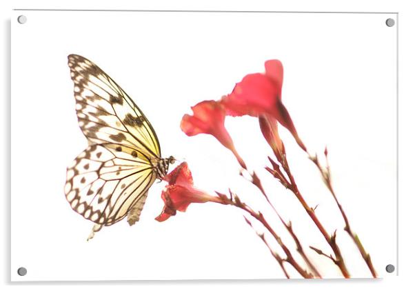 The Paper Kite Butterfly Acrylic by Glenn Pollock