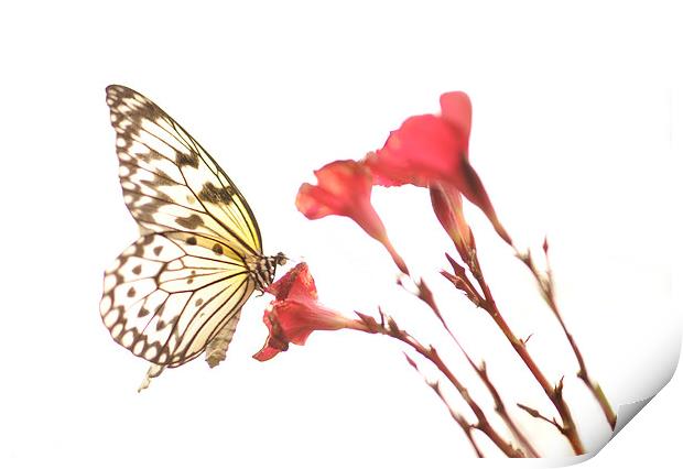 The Paper Kite Butterfly Print by Glenn Pollock
