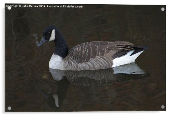 Canada Goose with Full Reflection Acrylic by Juha Remes