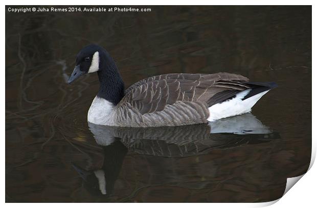 Canada Goose with Full Reflection Print by Juha Remes