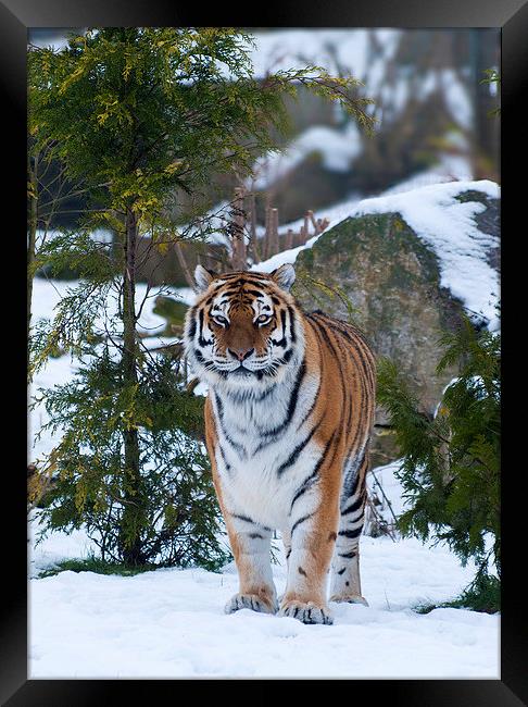 Amur tiger in snow Framed Print by Kenneth Dear