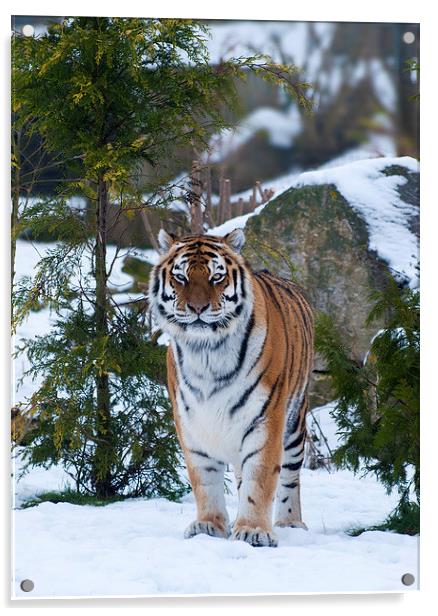 Amur tiger in snow Acrylic by Kenneth Dear
