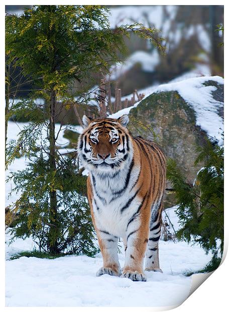 Amur tiger in snow Print by Kenneth Dear