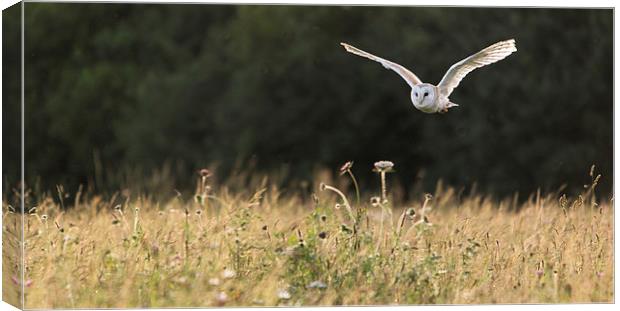 Barn owl in flight Canvas Print by Kenneth Dear