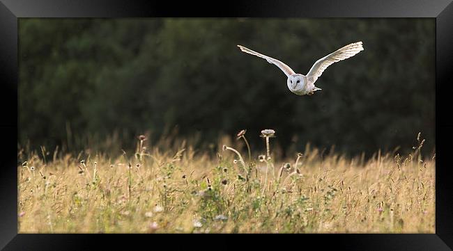 Barn owl in flight Framed Print by Kenneth Dear