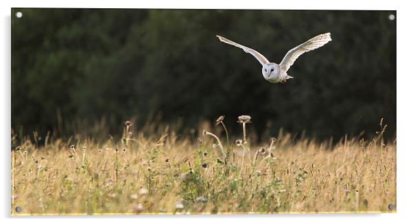Barn owl in flight Acrylic by Kenneth Dear