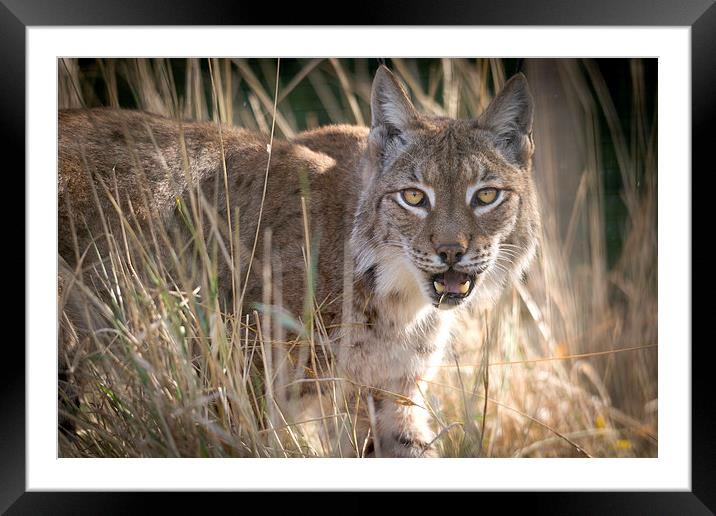 Eurasian Lynx Framed Mounted Print by Kenneth Dear