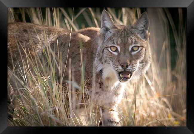 Eurasian Lynx Framed Print by Kenneth Dear
