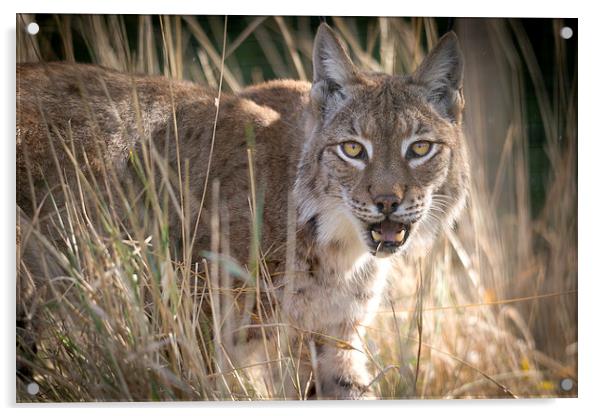 Eurasian Lynx Acrylic by Kenneth Dear