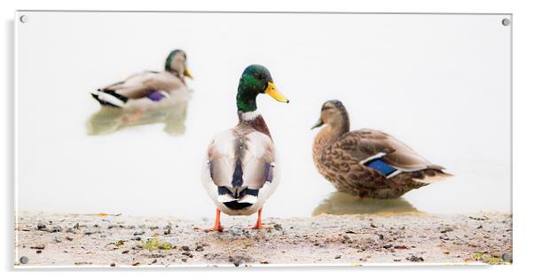 Water on a ducks back Acrylic by Kenneth Dear