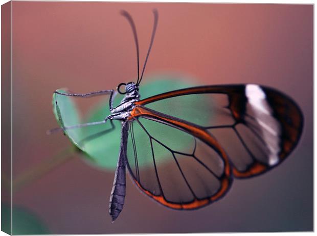 The Glasswinged Butterfly Canvas Print by Glenn Pollock