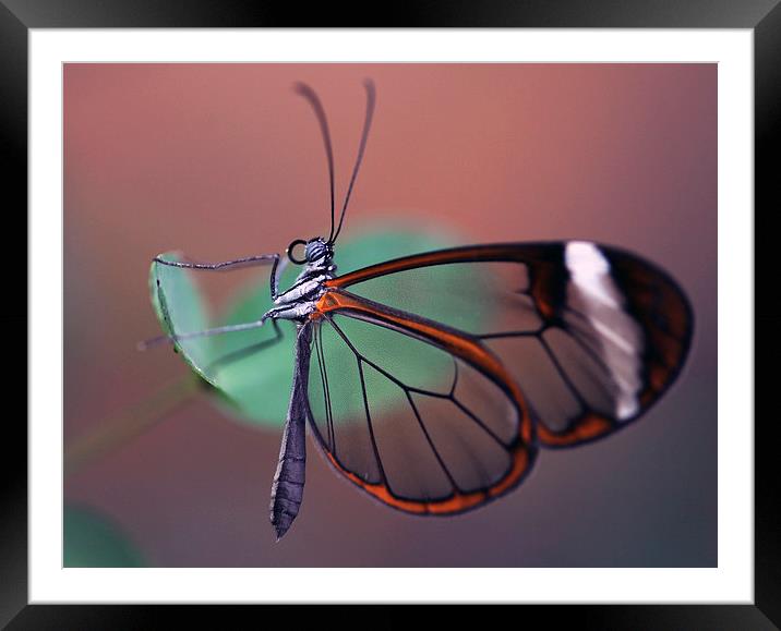The Glasswinged Butterfly Framed Mounted Print by Glenn Pollock