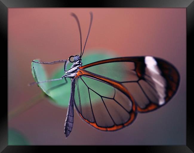 The Glasswinged Butterfly Framed Print by Glenn Pollock