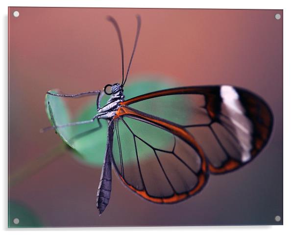 The Glasswinged Butterfly Acrylic by Glenn Pollock