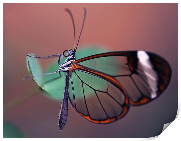 The Glasswinged Butterfly Print by Glenn Pollock