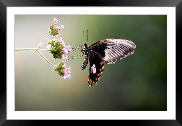 The Common Mormon Butterfly Framed Mounted Print by Glenn Pollock
