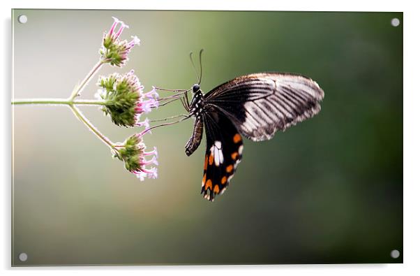 The Common Mormon Butterfly Acrylic by Glenn Pollock