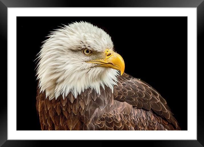 Bald Eagle Framed Mounted Print by Dean Messenger