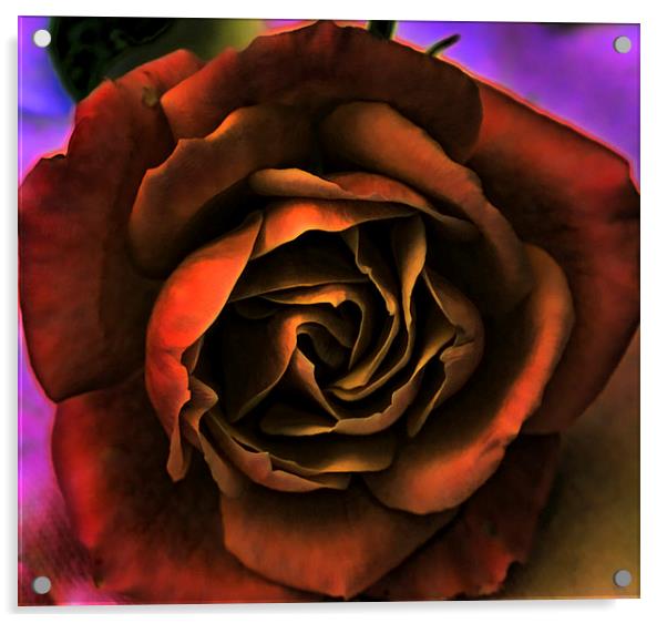 antique rose Acrylic by sue davies