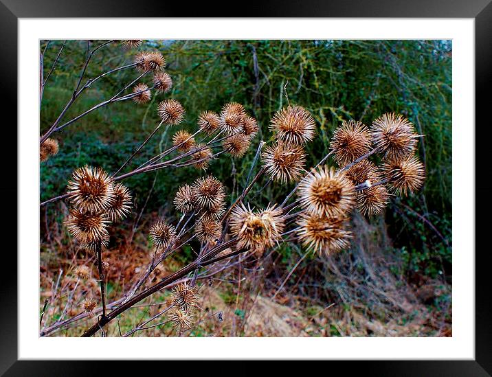 Dead Thistles Framed Mounted Print by philip milner