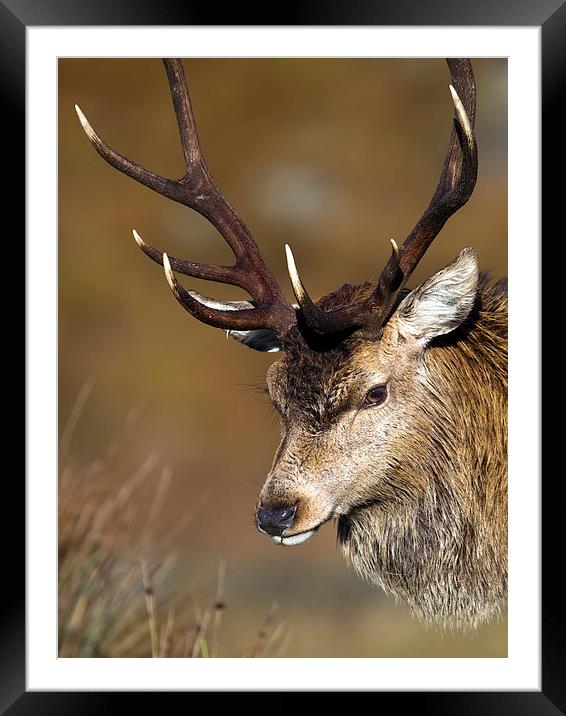 Scottish Stag Framed Mounted Print by Mark Medcalf