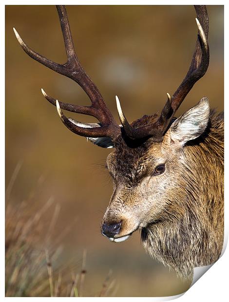 Scottish Stag Print by Mark Medcalf