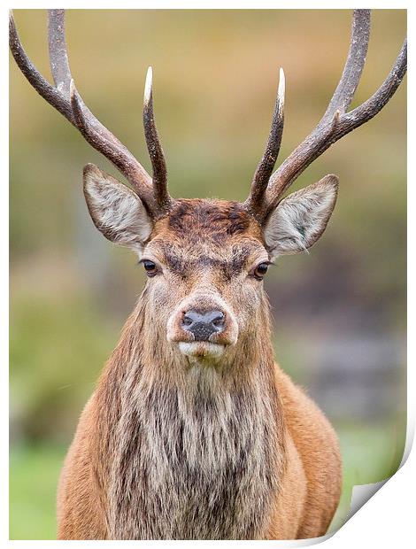 Stag Print by Mark Medcalf