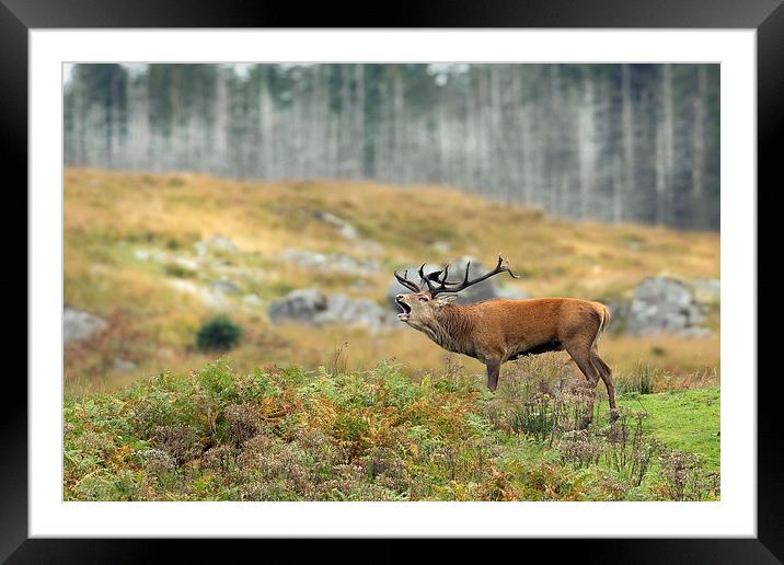 Roar of the Wild Stag Framed Mounted Print by Mark Medcalf