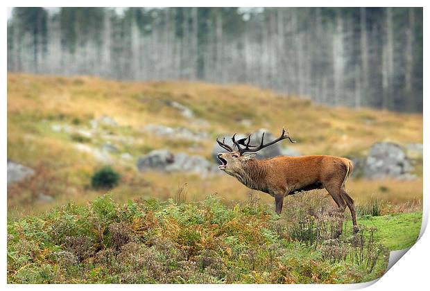 Roar of the Wild Stag Print by Mark Medcalf