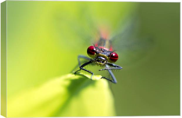 Red Damsel Canvas Print by Mark Medcalf