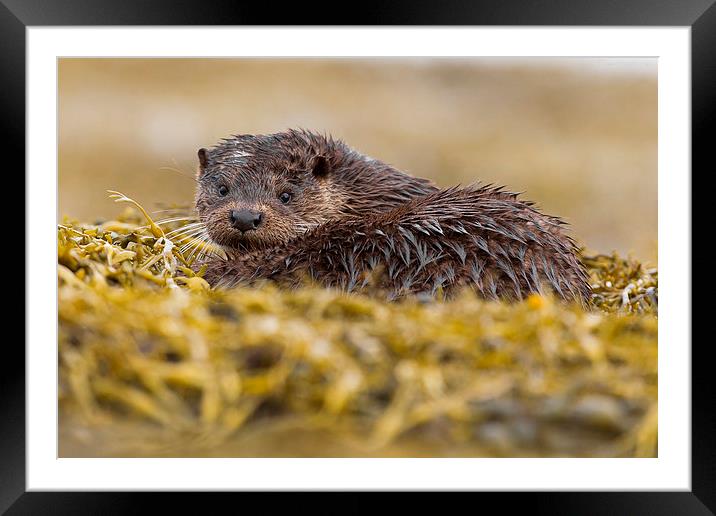 The Wet Look Otter Framed Mounted Print by Mark Medcalf