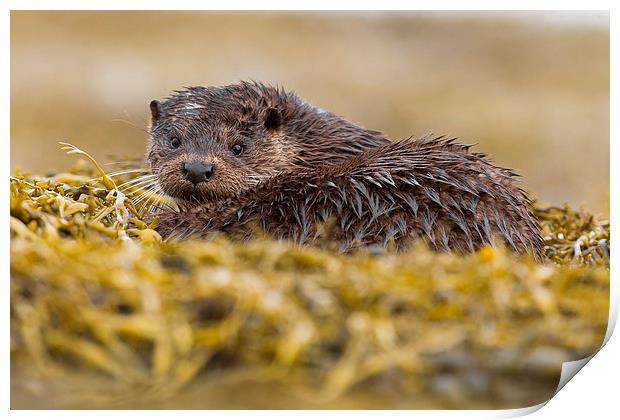 The Wet Look Otter Print by Mark Medcalf