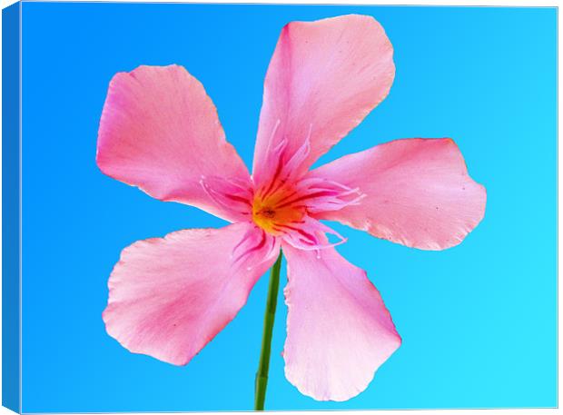 Pink Flower Canvas Print by George Thurgood Howland