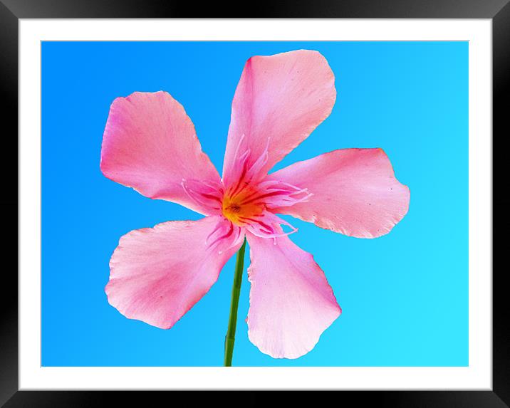 Pink Flower Framed Mounted Print by George Thurgood Howland
