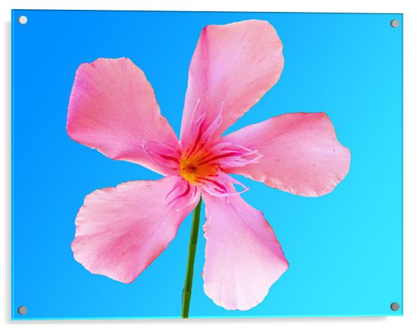 Pink Flower Acrylic by George Thurgood Howland