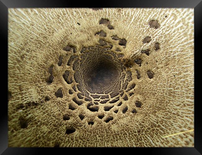 Mushroom/Toadstool Detail Framed Print by George Thurgood Howland