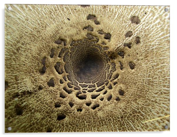 Mushroom/Toadstool Detail Acrylic by George Thurgood Howland